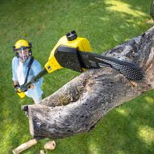 Professional Tree Services in Brookings, OR